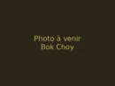 Bok Choy