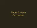 Cucumber