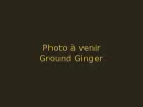 Ground Ginger