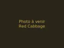 Red Cabbage