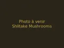 Shiitake Mushrooms